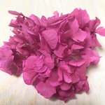 ◎SALE◎450円→390円 ◆No.16◆『ラズベリー』アジサイ　プリザーブドフラワー　２ｇ