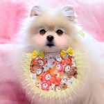 犬・猫用スタイ💗メルヘンあぶちゃん💗フェアリーイエロー