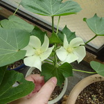 綿の実の種　30粒