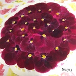 ♡new♡作家様必見♡ ♡赤花処理済み♡ ♡人気のビオラ♡押し花セット