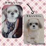 オーダー　 シーズー犬のななちゃん