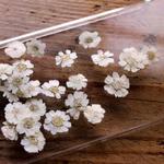New!2019年押し花【エゾノコギリソウ（S）タイプ20個入】自然ホワイト