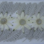 ✿押し花素材　30%OFF フランネルフラワーとシルバーレース✿　
