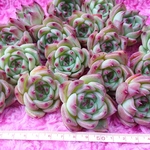 多肉植物 フローラ 韓国苗 A