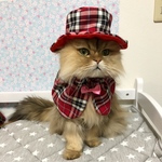 ホームズにゃんこ(レッド)
