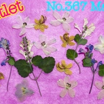 ♡outlet♡デルフィニウム、アンデスの乙女、タツナミソウ♡押し花素材♡