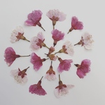 桜の押し花20枚セット