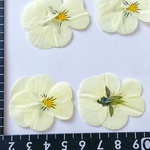 シェア花材☆押し花 ビオラ オフホワイト