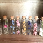 植物標本☆ミニボトル 選べる3本セット