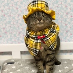 ホームズにゃんこ(イエロー)