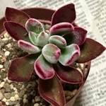 エケベリア ハムシー 親株 🌵  多肉植物No.826  (送料無料)