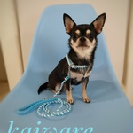 【犬の首輪と小型犬用カフェタイプリード セット】水色×ホワイト　かわいい　パラコード　
