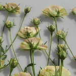 🌼再販🌼押し花素材。ホワイトウッズ(ミニバラ)