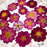 ♡new♡作家様必見♡ ♡赤花処理済み♡ ♡人気のジュリアン♡押し花セット