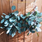 💚ポポラスハートユーカリ💚🌿フレッシュもあります🌿　
