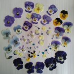55ビオラ押し花素材資材　わけありセール