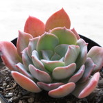 多肉植物　"マリーナ"