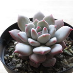 多肉植物　”エルラインレイネルト”