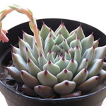 多肉植物　"原種ザラゴーサ"