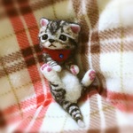 おねがいにゃんこNo.250