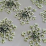 レースフラワーの押し花