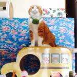 ⚘抹茶⚘ 小型犬 猫用トランク 撮影用 散歩 旅行 パーティー等に‎٭¨̮