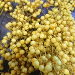 送料込⭐ペッパーベリー イエロー
