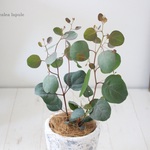 ＜ユーカリ ポポラス＞　現品 