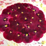 ♡new♡作家様必見♡ ♡赤花処理済み♡ ♡人気のビオラ♡押し花セット