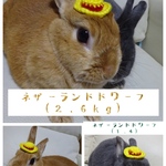 ちょこんと麦わら帽子👒