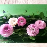 ranunculuses with peas ~ 花写真のポストカード (2枚セット)