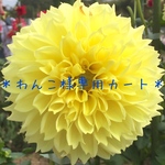 ＊わんこさま専用カート＊