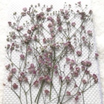 かすみ草　薄ピンク〜薄紫 自然な色のかすみ草➁