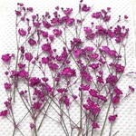 かすみ草 マゼンタ 押し花