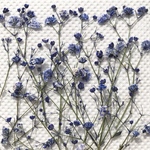 かすみ草 ブルー 押し花
