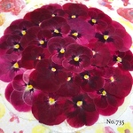♡new♡作家様必見♡ ♡赤花処理済み♡ ♡人気のビオラ♡押し花セット