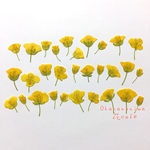 菜の花 押し花 素材
