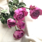 [ピンク] 薔薇  のドライフラワー