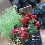  ꫛꫀꪝ✧‧˚ビオラ❁花かんざし・つぼみも可愛いﾟコンパクトな寄せ植え･*:.｡ナチュラルピック付き