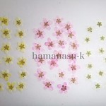 押し花素材24　コデマリ　