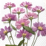 ミヤコワスレ 押し花