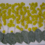 ✿押し花素材　押したてミモザ✿