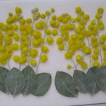 ✿押し花素材　押したてミモザ✿