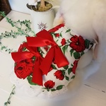 うさぎちゃん用ハーネス