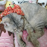 いちご柄のおしゃれリボン🍓🐱