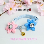 🌸桜咲く🌸猫首輪(ブルー)
