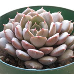 多肉植物　"ピンクアイニー"