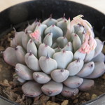 多肉植物　"黒爪ザラゴーサ"