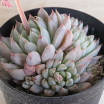 多肉植物　エケベリア　"雪 雛"