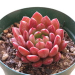 多肉植物　”ピンクルルビー”